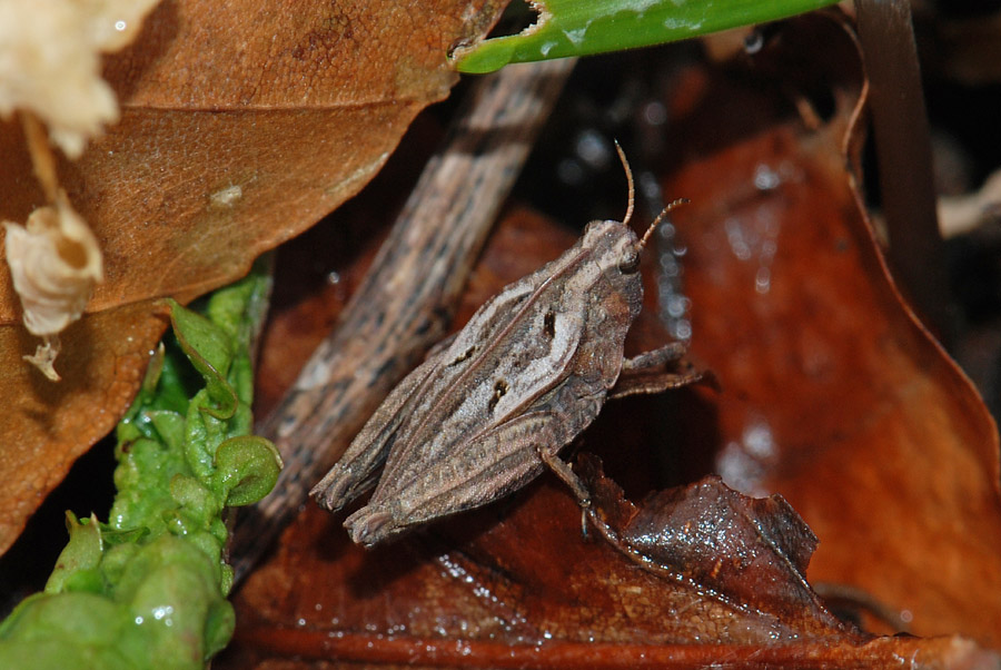 Piccola Cavalletta: Tetrix cf. bipunctata kraussi